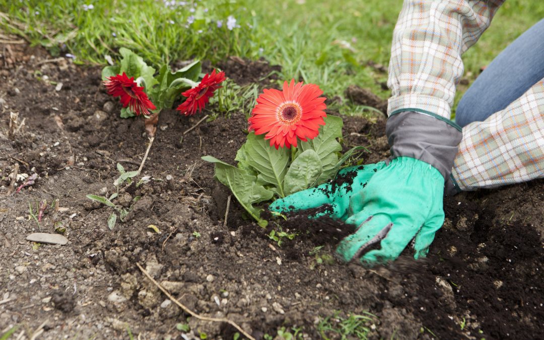 Lee's Nursery and Landscaping | Rock Hill, SC | planting gerbera daisies in yard