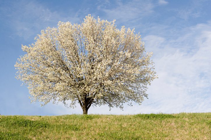 Lee's Nursery and Landscaping | Rock Hill, SC | bradford pear in full bloom