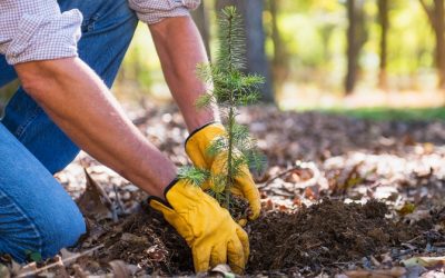 Avoid These Trees in Your Landscaping