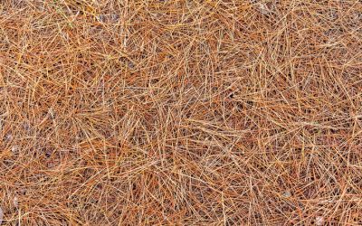 6 Benefits of Pine Straw Mulch