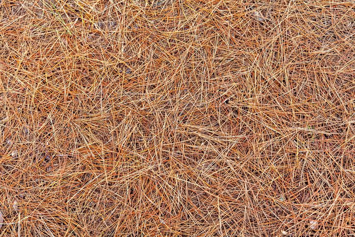 6 Benefits of Pine Straw Mulch