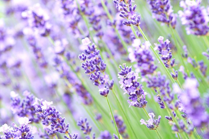 Lee's Nursery and Landscaping | Rock Hill, SC | close up of lavender blooming
