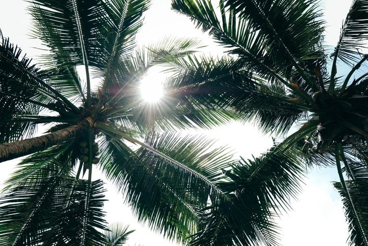 Which Types of Palm Trees Grow Best in South Carolina?