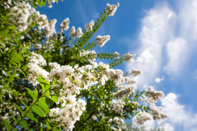 Lee's Nursery and Landscaping | Rock Hill, SC | crepe myrtle in bloom against blue sky
