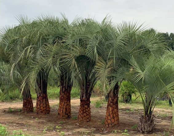 Lee's Nursery and Landscaping | Rock Hill, SC | Palm Trees in Rock Hill, South Carolina