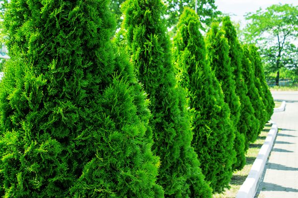 Lee's Nursery and Landscaping | Rock Hill, SC | privacy shrubs